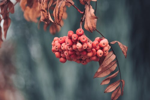 红浆果的特写 · 免费素材图片