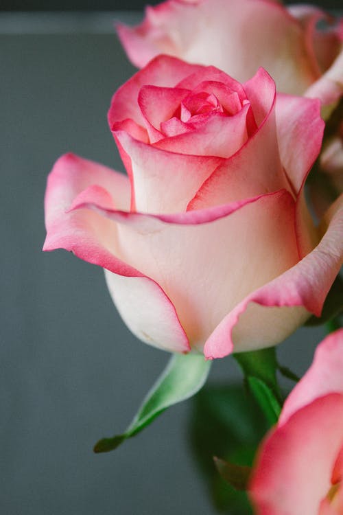 有关光, 味道, 和平的的免费素材图片