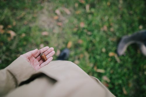 拿着橡子的人的顶视图照片 · 免费素材图片