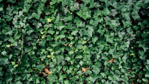常春藤植物的照片 · 免费素材图片