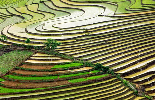 有关农业用地, 垂直拍摄, 水稻梯田的免费素材图片