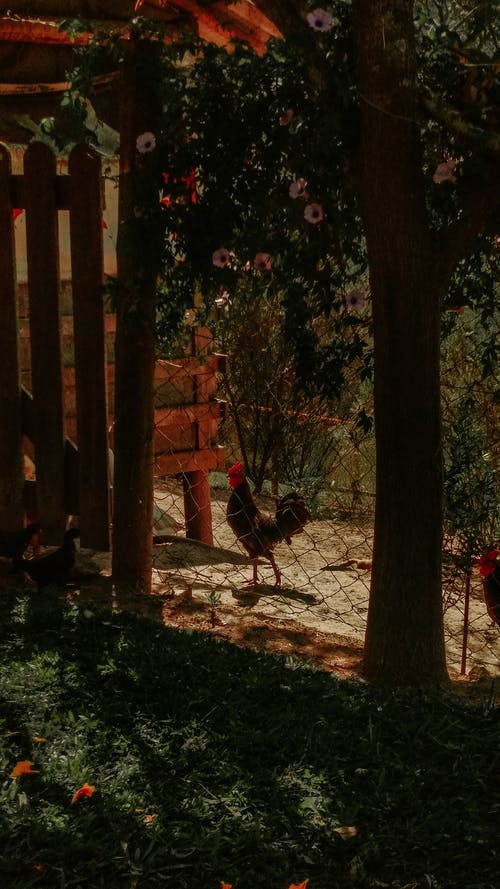 有关不动产, 住宅, 公鸡的免费素材图片