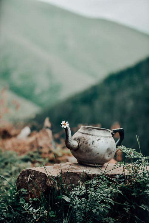 有关专注于前景, 个性, 天的免费素材图片