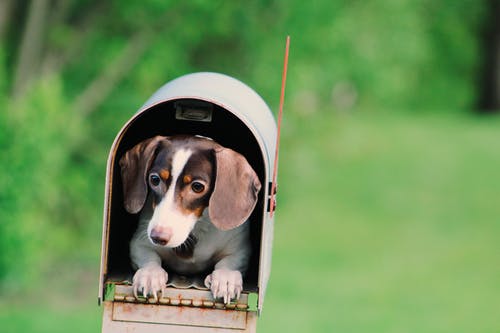 狗里面的邮箱 · 免费素材图片