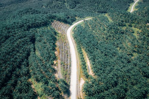 道路和树木的鸟瞰图 · 免费素材图片