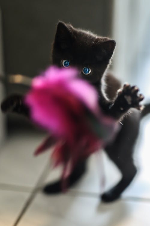 黑色小猫站 · 免费素材图片