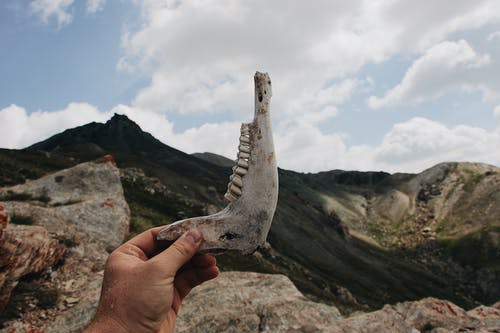 举起颚骨与动物牙齿的人 · 免费素材图片