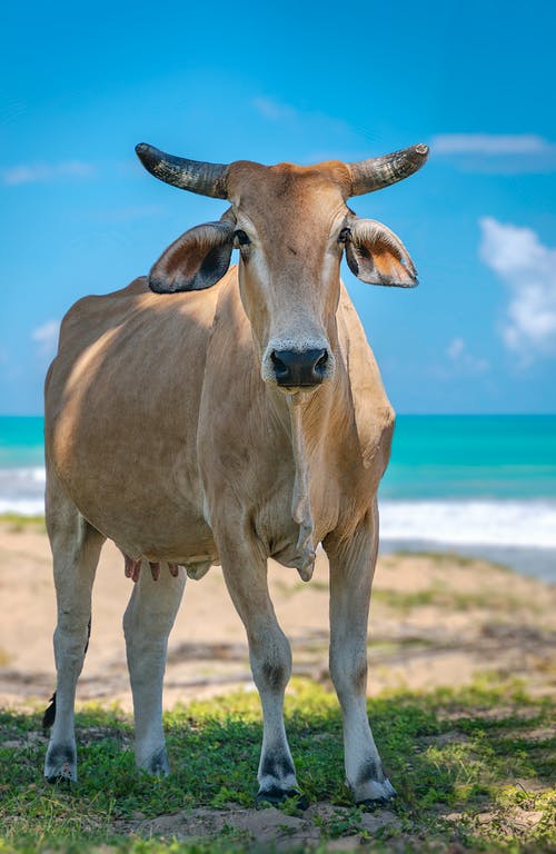 棕色母牛在水体附近的绿草田 · 免费素材图片