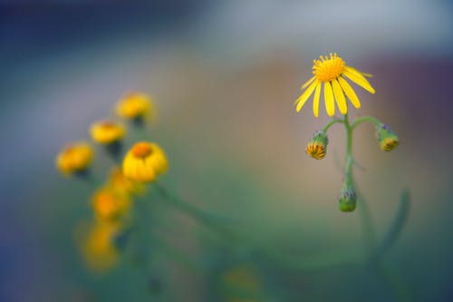 黄色翠菊花的特写照片 · 免费素材图片