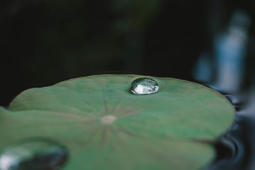 绿百合荚上的水露 · 免费素材图片