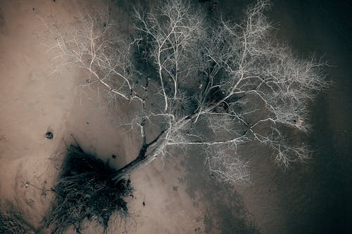 一棵树的航拍 · 免费素材图片