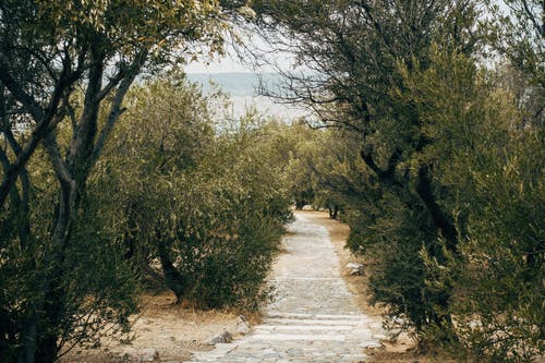 有关人行道, 小径, 树丛的免费素材图片