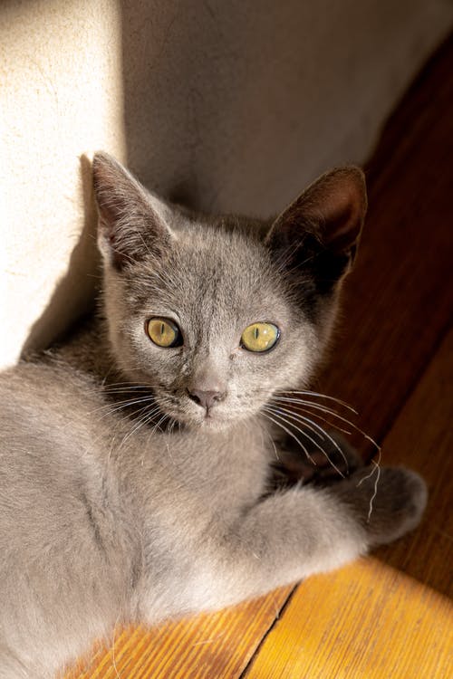 有关动物, 可爱, 可爱的的免费素材图片