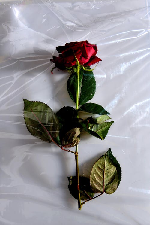 有关垂直拍摄, 塑胶, 干的免费素材图片