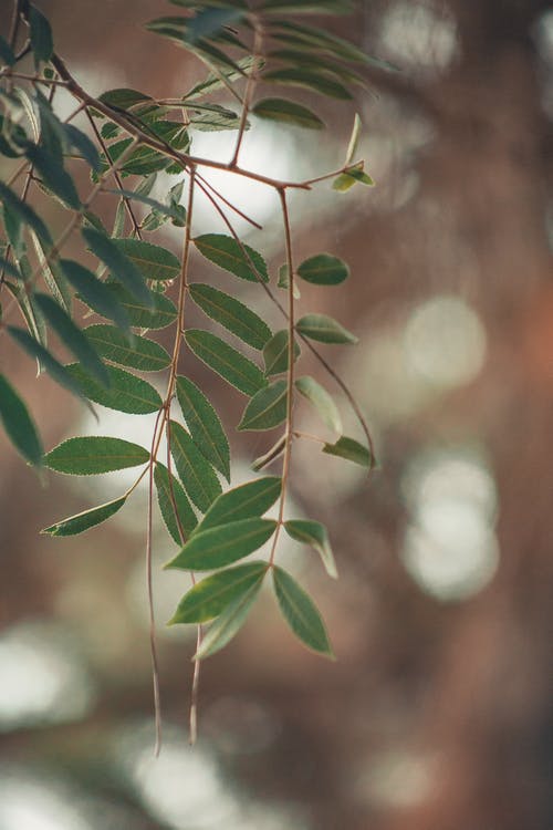 叶子的特写照片 · 免费素材图片
