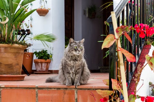 盆花旁边的地板上的灰色长毛猫的照片 · 免费素材图片