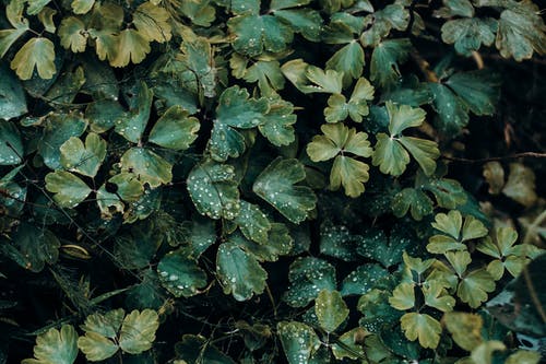 绿叶植物照片 · 免费素材图片