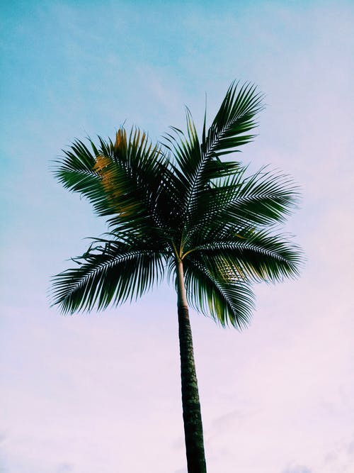 绿色椰子棕榈树的低角度照片 · 免费素材图片
