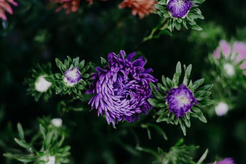 紫色菊花特写摄影 · 免费素材图片