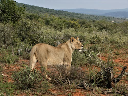 有关打猎, 母狮, 猎物的免费素材图片