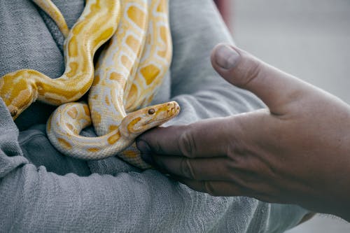 拿着黄色和白色的蛇的人的特写照片 · 免费素材图片