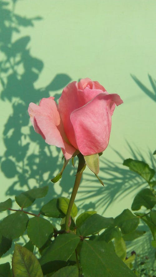 盛开的粉红玫瑰 · 免费素材图片