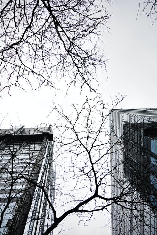 裸树的低角度照片 · 免费素材图片