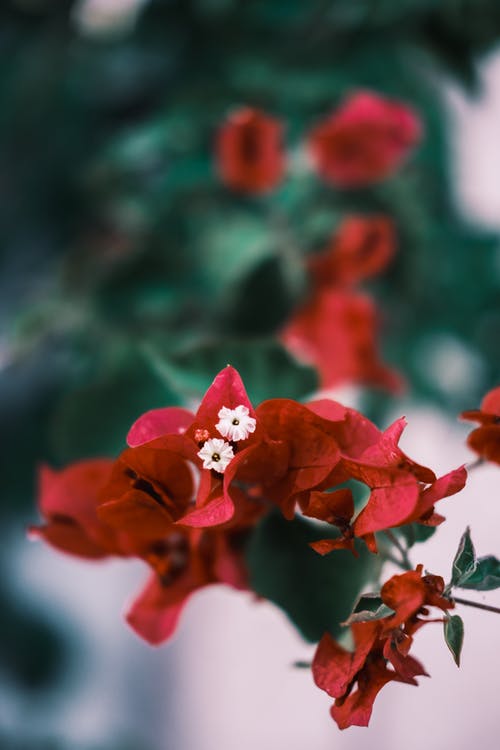 有关九重葛, 分公司, 垂直拍摄的免费素材图片