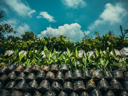 有关低角度拍摄, 修剪花草, 工厂的免费素材图片