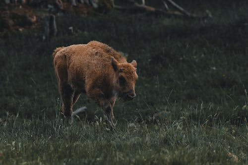 有关公园, 公牛, 冷静的免费素材图片