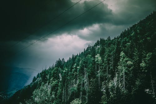 山上的绿树 · 免费素材图片