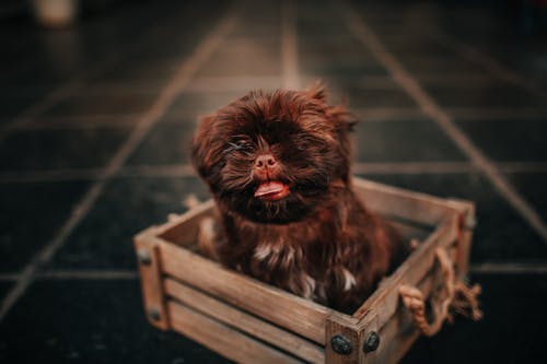 有关休息, 伸出舌头, 俄罗斯彩色的小狗的免费素材图片