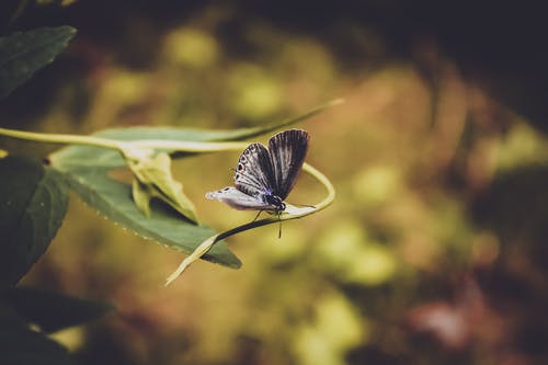黑蝴蝶栖息在花上 · 免费素材图片