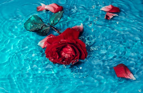 红玫瑰花 · 免费素材图片