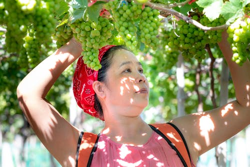 串葡萄的女人 · 免费素材图片