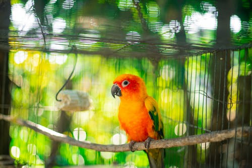 笼中的橙色和黄色小鹦鹉栖息在树枝上的选择性焦点照片 · 免费素材图片