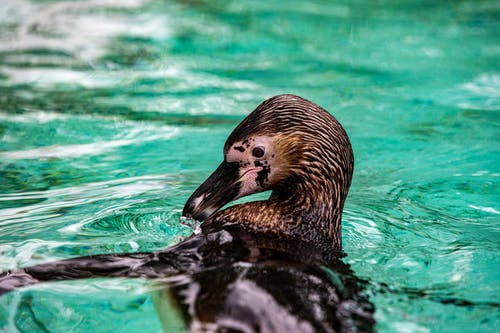 有关土耳其蓝, 挖出来的游泳池, 水的免费素材图片