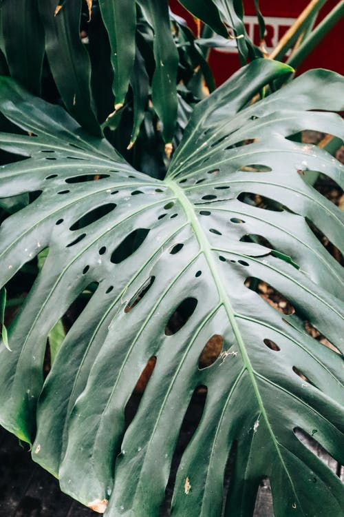 有关monstera deliciosa, 图案, 垂直拍摄的免费素材图片