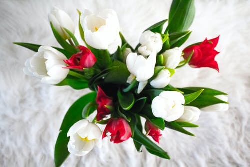 白色和红色的郁金香花 · 免费素材图片