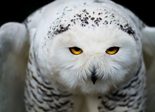 白猫头鹰特写摄影 · 免费素材图片