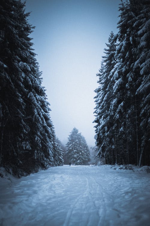 白雪皑皑的丛林，冬天常绿的树木 · 免费素材图片
