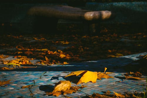 棕色枯萎的叶子在人行道上 · 免费素材图片