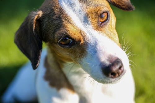 怀特和谭杰克罗素梗犬的浅焦点摄影 · 免费素材图片