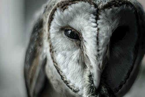猫头鹰的特写照片 · 免费素材图片