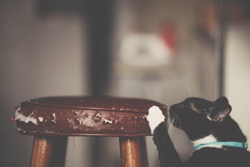 猫抓凳子的特写照片 · 免费素材图片