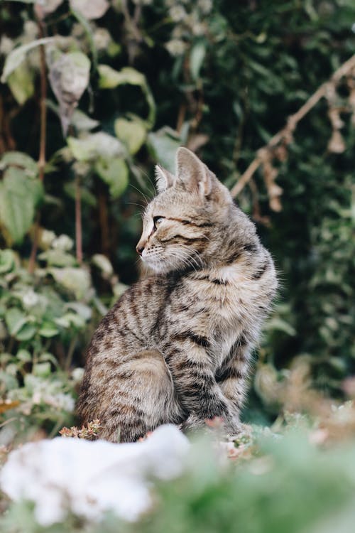 棕色虎斑小猫的浅焦点摄影 · 免费素材图片