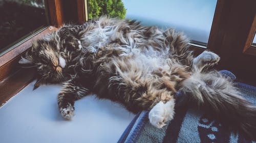 躺在地毯上的猫 · 免费素材图片