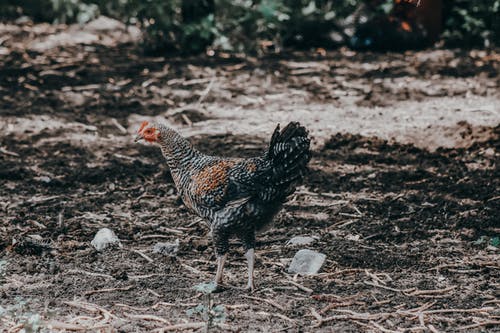 有关家畜, 母鸡, 特写的免费素材图片