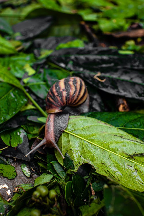 有关不均匀的, 动物, 吃的免费素材图片