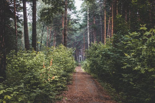 有关天性, 小径, 森林的免费素材图片